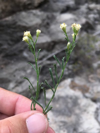 Baccharis sulcata, photographed by Cecelia Alexander