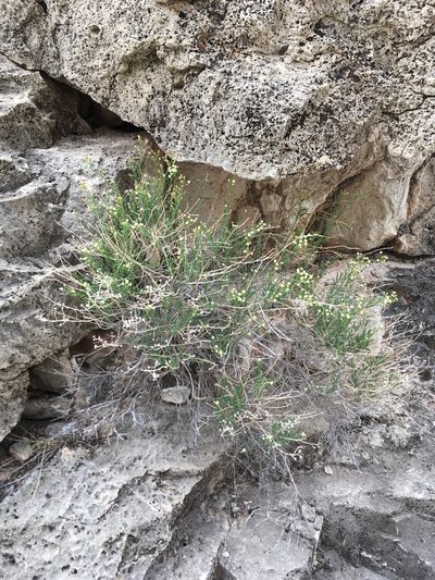 Baccharis sulcata, photographed by Cecelia Alexander