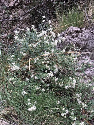 Ageratina wrightii, photographed by Cecelia Alexander