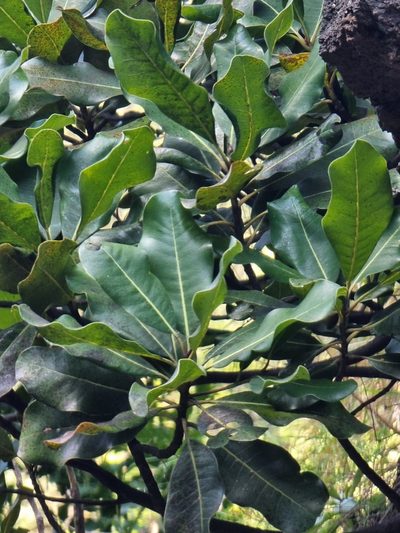 Sideroxylon mirmulano, photographed by Vítor Jorge