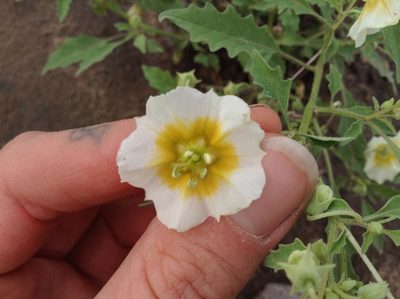 Physalis acutifolia, photographed by weaver