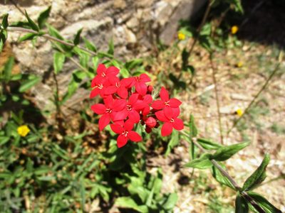 Bouvardia viminalis, photographed by Jorge Armín Escalante-Pasos
