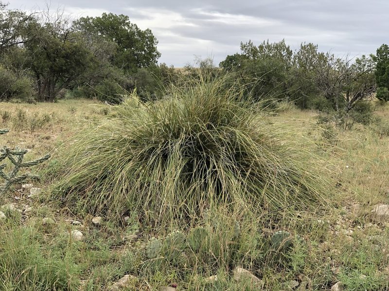 Nolina micrantha, photographed by CK2AZ