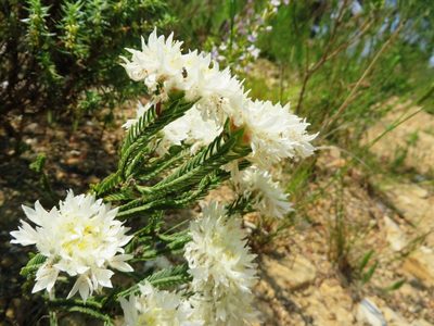 Lachnaea eriocephala, photographed by linkie