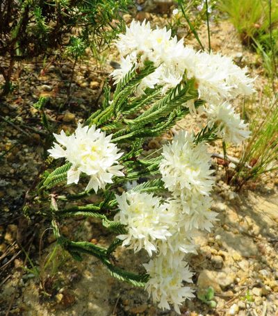 Lachnaea eriocephala, photographed by linkie
