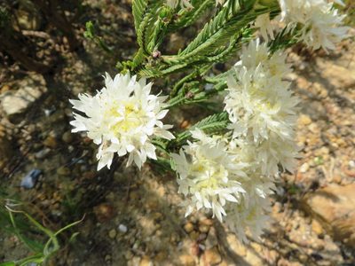 Lachnaea eriocephala, photographed by linkie