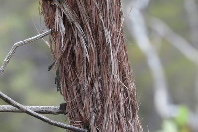 Allocasuarina inophloia, photographed by coenobita