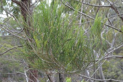 Allocasuarina inophloia, photographed by coenobita
