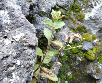 Epilobium pubens, photographed by Colin Meurk