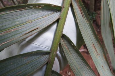 Archontophoenix maxima, photographed by coenobita