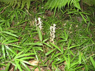 Epipogium roseum, photographed by Yoshihiro Tokue