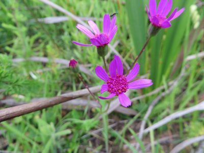 Senecio cymbalariifolius, photographed by linkie
