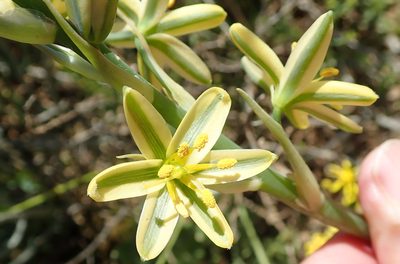 Coilonox suaveolens, photographed by Peter Warren