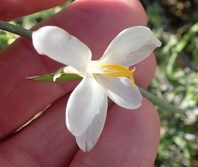 Hesperantha bachmannii, photographed by Peter Warren