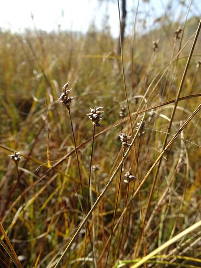 Carex dioica, photographed by Grzegorz Grzejszczak
