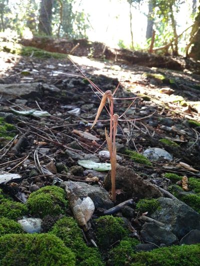 Arachnitis uniflora, photographed by Cristian Riquelme