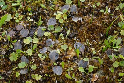 Mazus arenarius, photographed by John Barkla