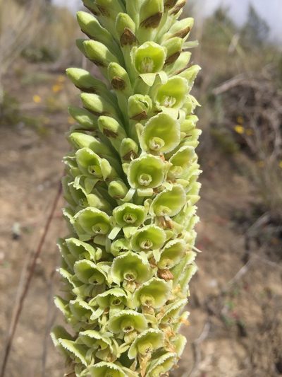 Altensteinia fimbriata, photographed by Diego F. Cisneros-Heredia