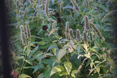 Agastache scrophulariifolia, photographed by Mike B