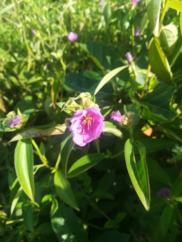 Melastomastrum capitatum, photographed by Viken