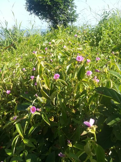 Melastomastrum capitatum, photographed by Viken