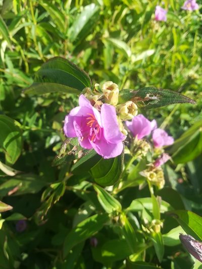 Melastomastrum capitatum, photographed by Viken
