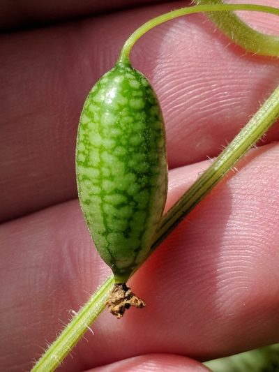 Melothria scabra, photographed by Mirko Schoenitz