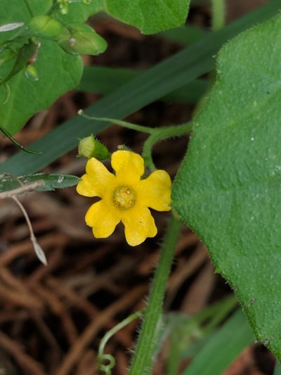 Melothria scabra, photographed by Mirko Schoenitz