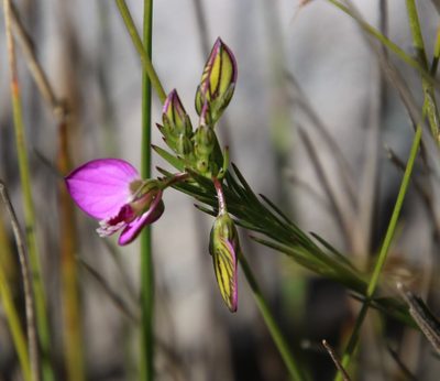 Polygala recognita, photographed by Tony Rebelo