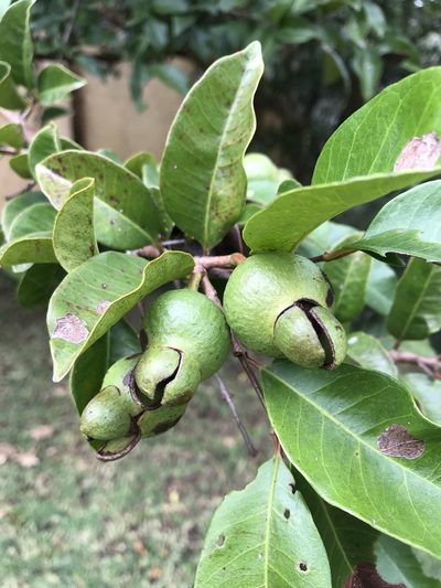 Psidium friedrichsthalianum, photographed by ldgc