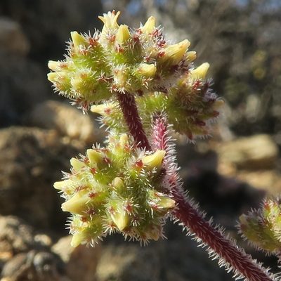 Crassula hirtipes, photographed by Kevin Murray