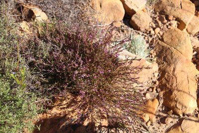 Muraltia stipulacea, photographed by Tony Rebelo