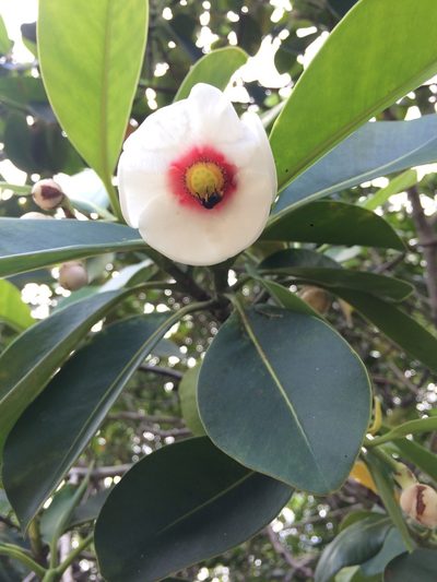 Clusia nemorosa, photographed by B. Phalan