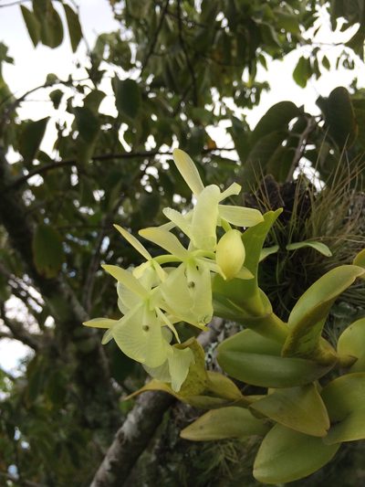 Epidendrum barbeyanum, photographed by ldgc