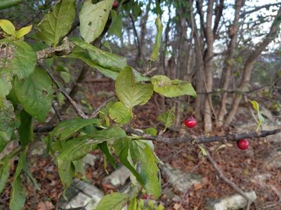 Ilex montana, photographed by Daniel McClosky