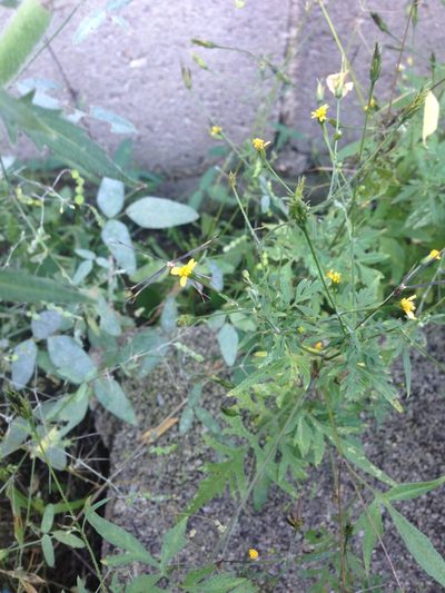 Bidens leptocephala, photographed by Oscar C. González Martínez