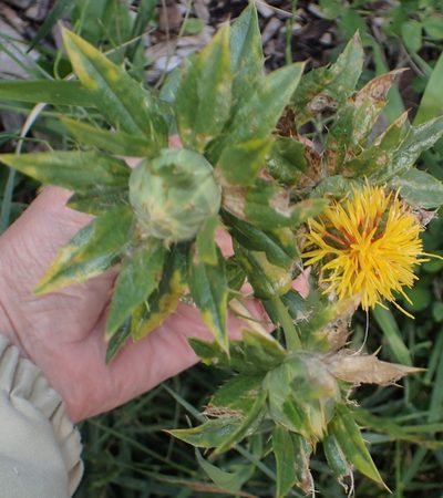 Carthamus tinctorius, photographed by Connie Taylor