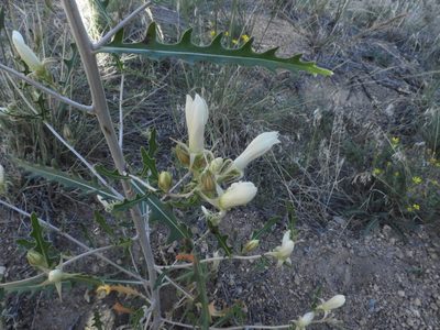 Mentzelia multiflora, photographed by Teresa Jegelewicz Mayfield-Meyer