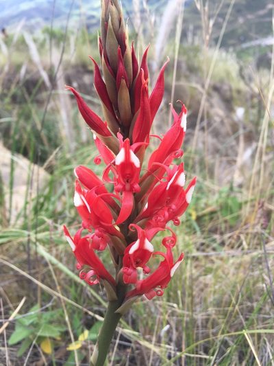 Porphyrostachys pilifera, photographed by Diego F. Cisneros-Heredia