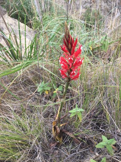 Porphyrostachys pilifera, photographed by Diego F. Cisneros-Heredia