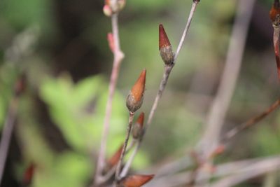 Talinopsis frutescens, photographed by José Belem Hernández Díaz