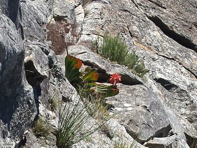 Kumara haemanthifolia, photographed by Chris Vynbos