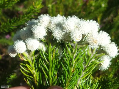 Berzelia arachnoidea, photographed by Chris Vynbos