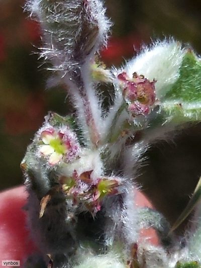 Centella flexuosa, photographed by Chris Vynbos