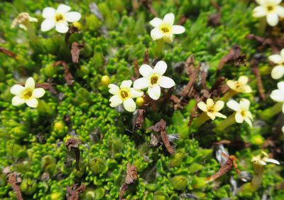 Myosotis uniflora, photographed by Alice Shanks