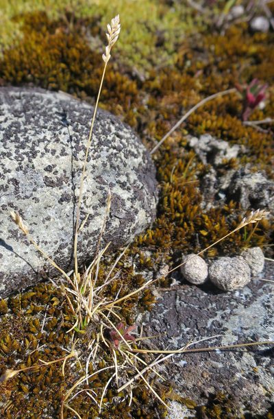 Poa maniototo, photographed by Alice Shanks