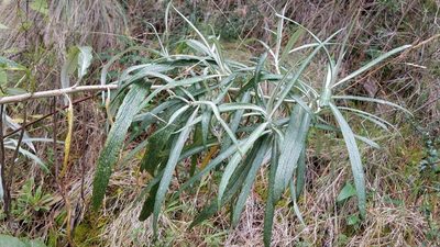 Senecio cinerarioides, photographed by Alan Rockefeller