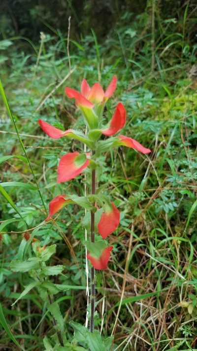 Castilleja hirsuta, photographed by Alan Rockefeller