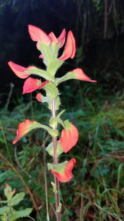 Castilleja hirsuta, photographed by Alan Rockefeller