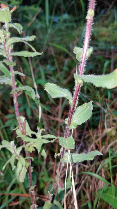 Castilleja hirsuta, photographed by Alan Rockefeller